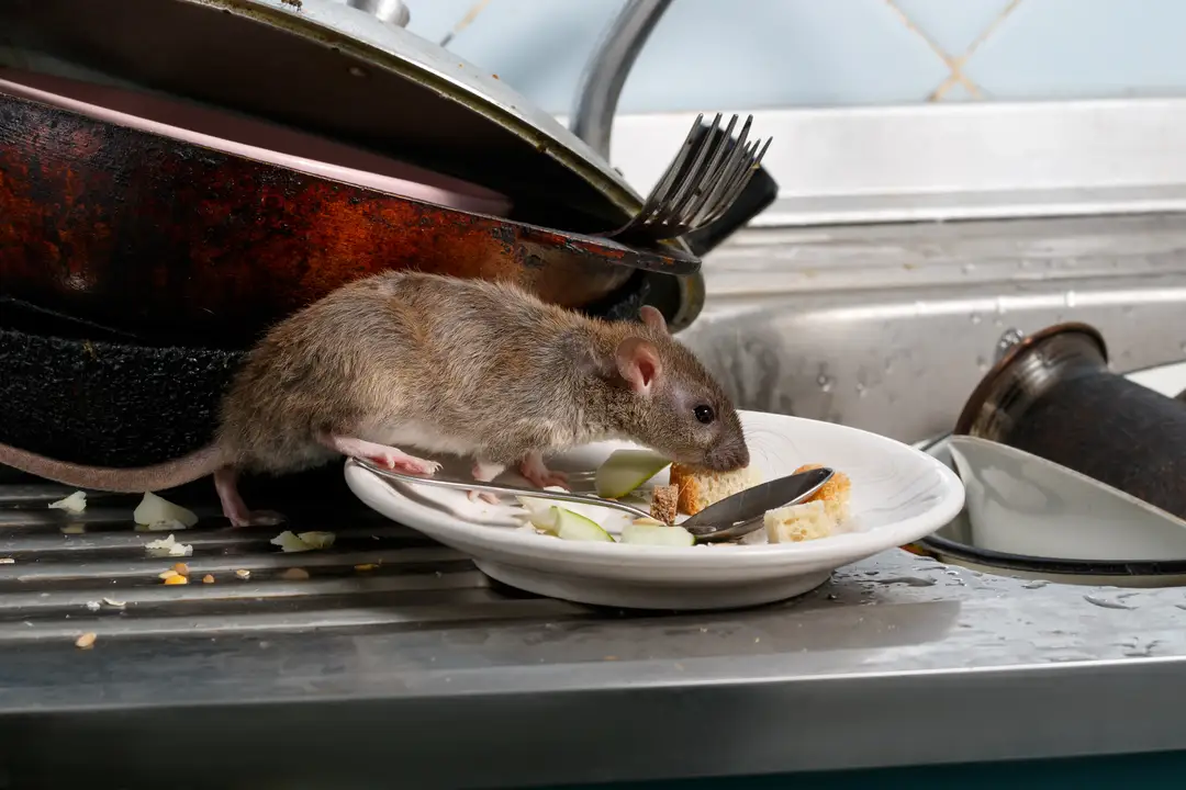 rodent