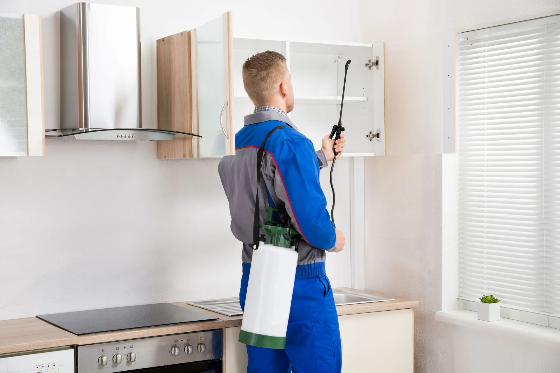 Getting Rid of the Creepy Crawlies That Live in Your Home