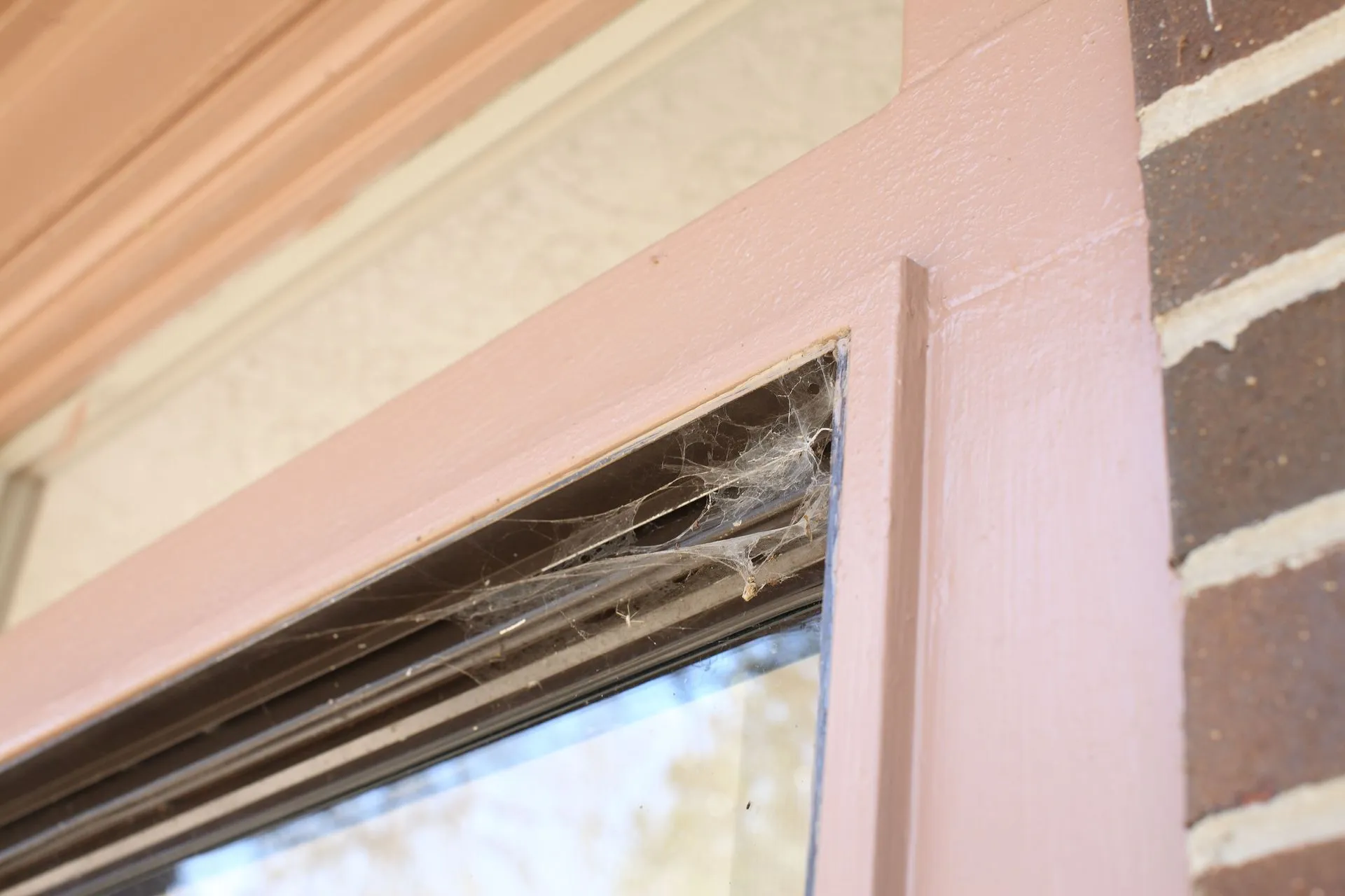 When to Call an Exterminator for Your Spider Problem