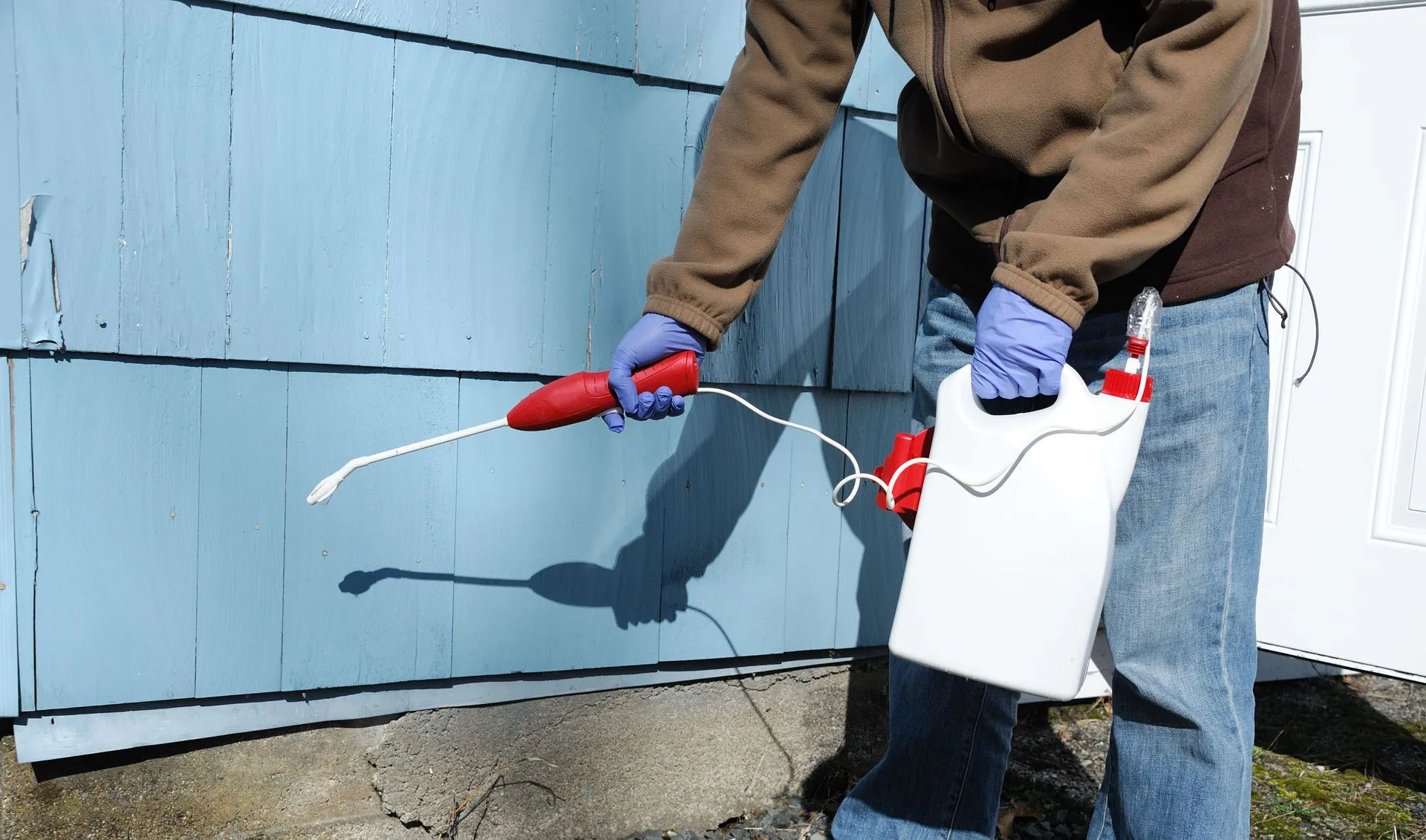 Removing Ants From Your Home Safely