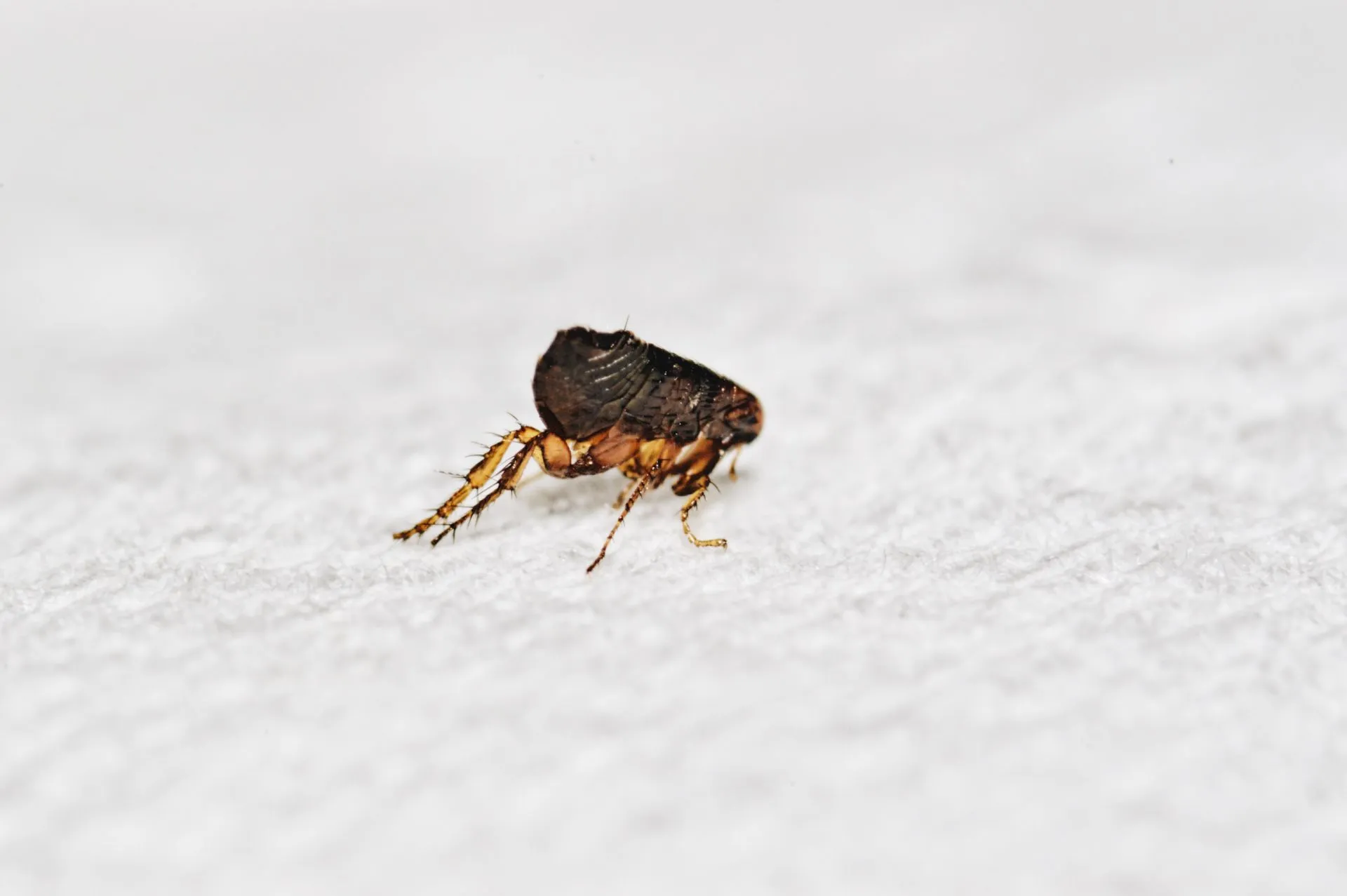 4 Ways to Deal With Fleas in Your Home
