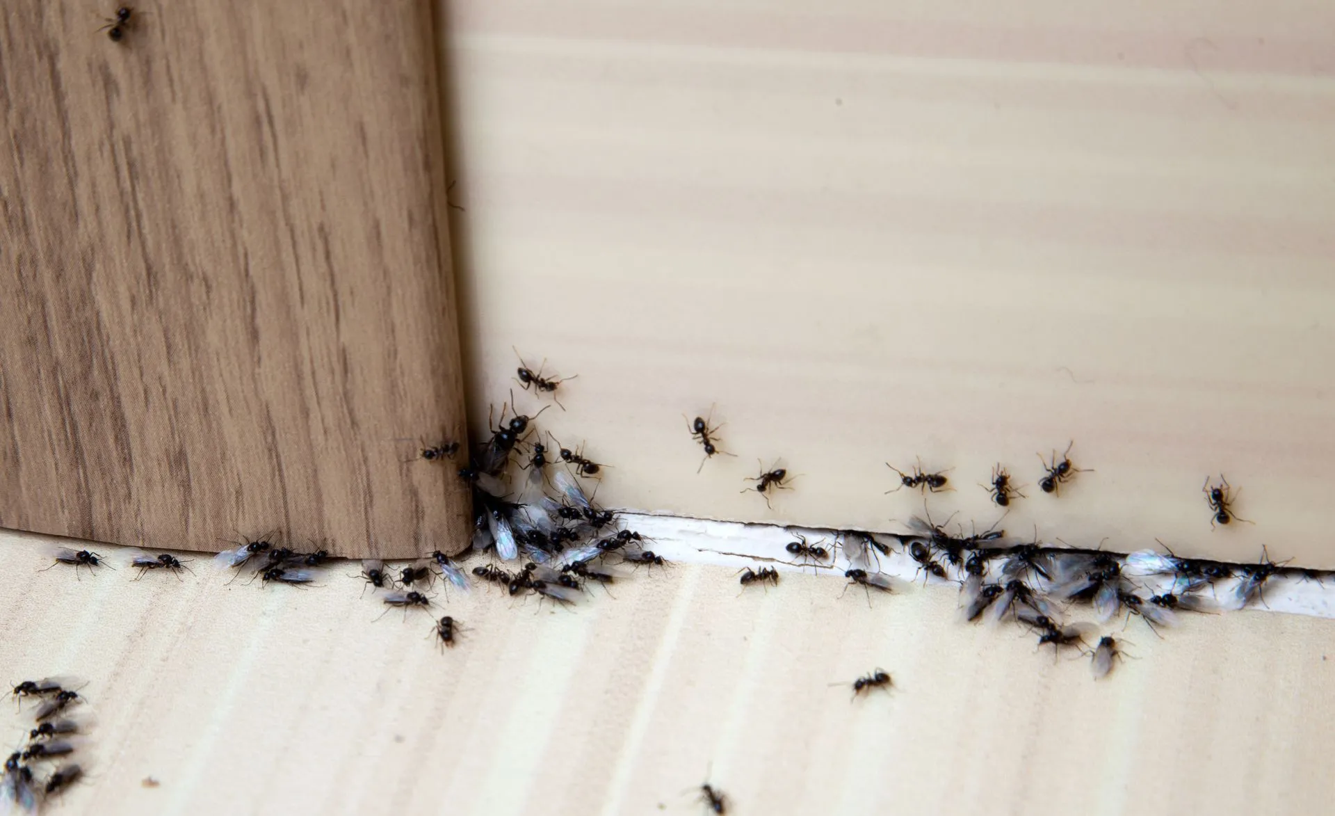 The 5 Most Common Pests Exterminators Work With