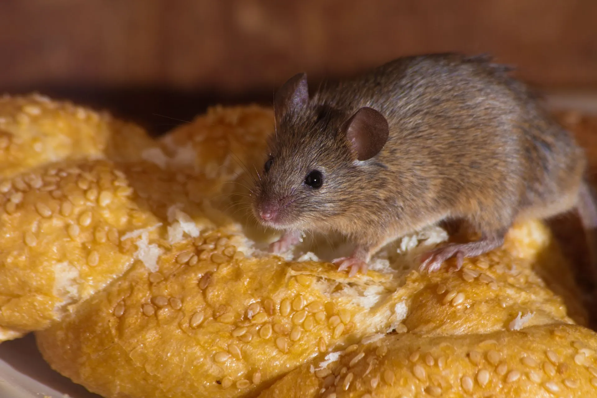 3 Reasons to Take Care of Pests Quickly