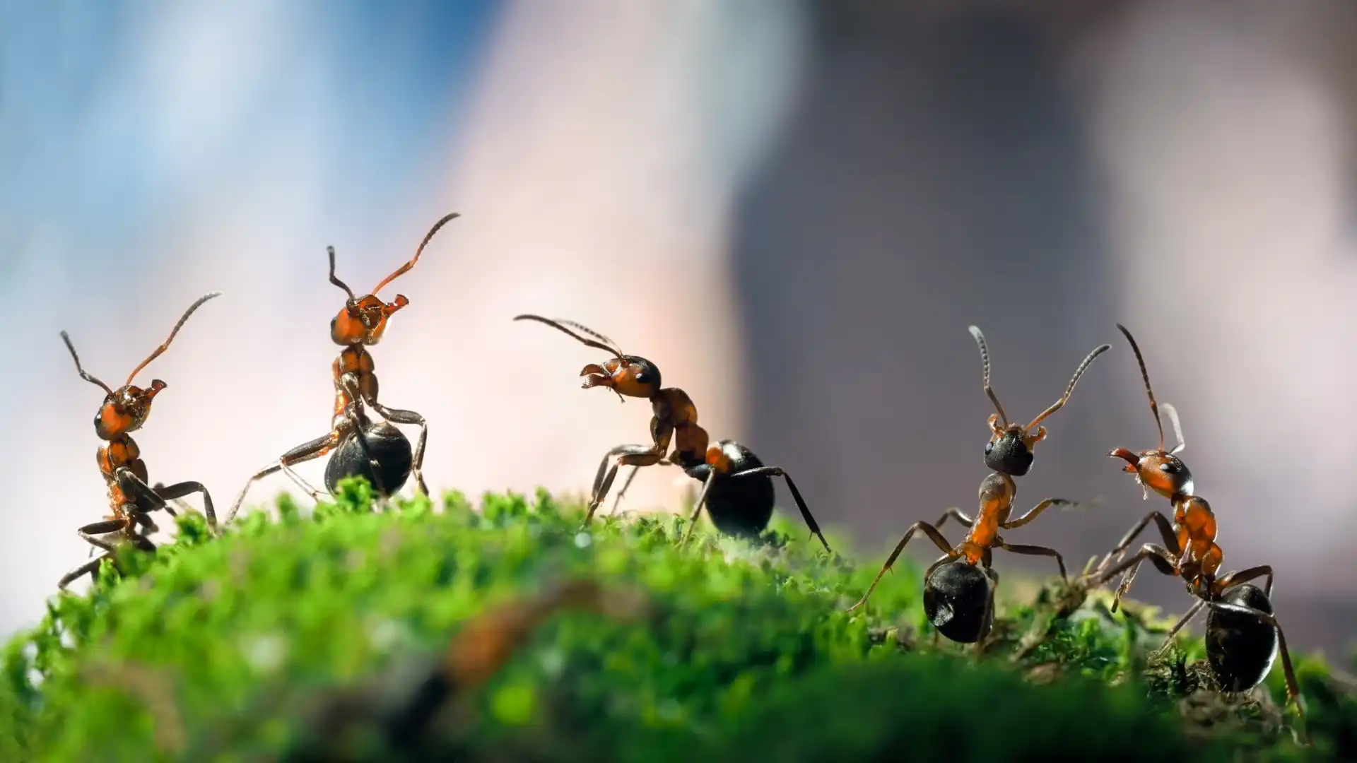 ants-image-1