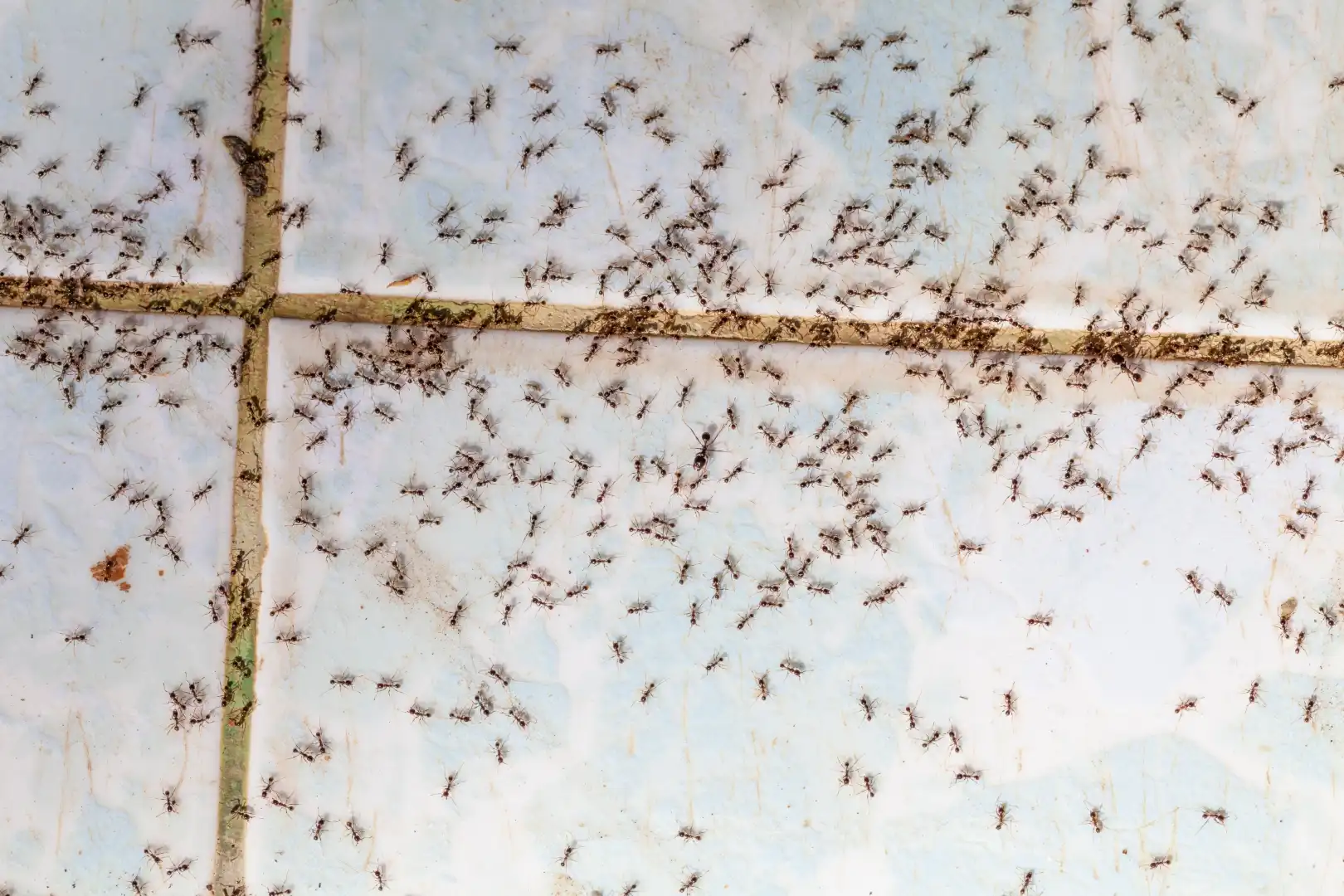 ants-image-2