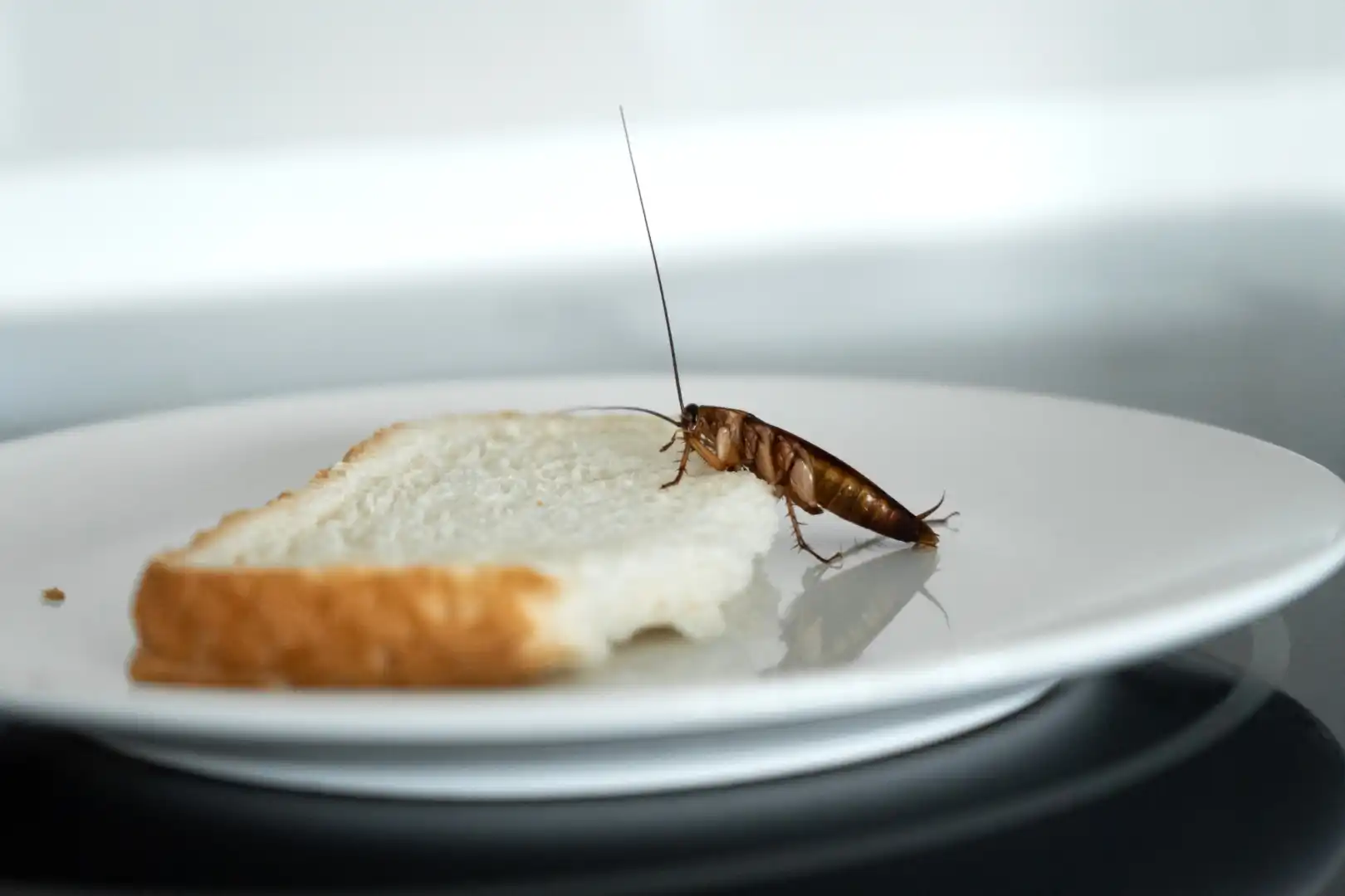 cockroaches-image-1