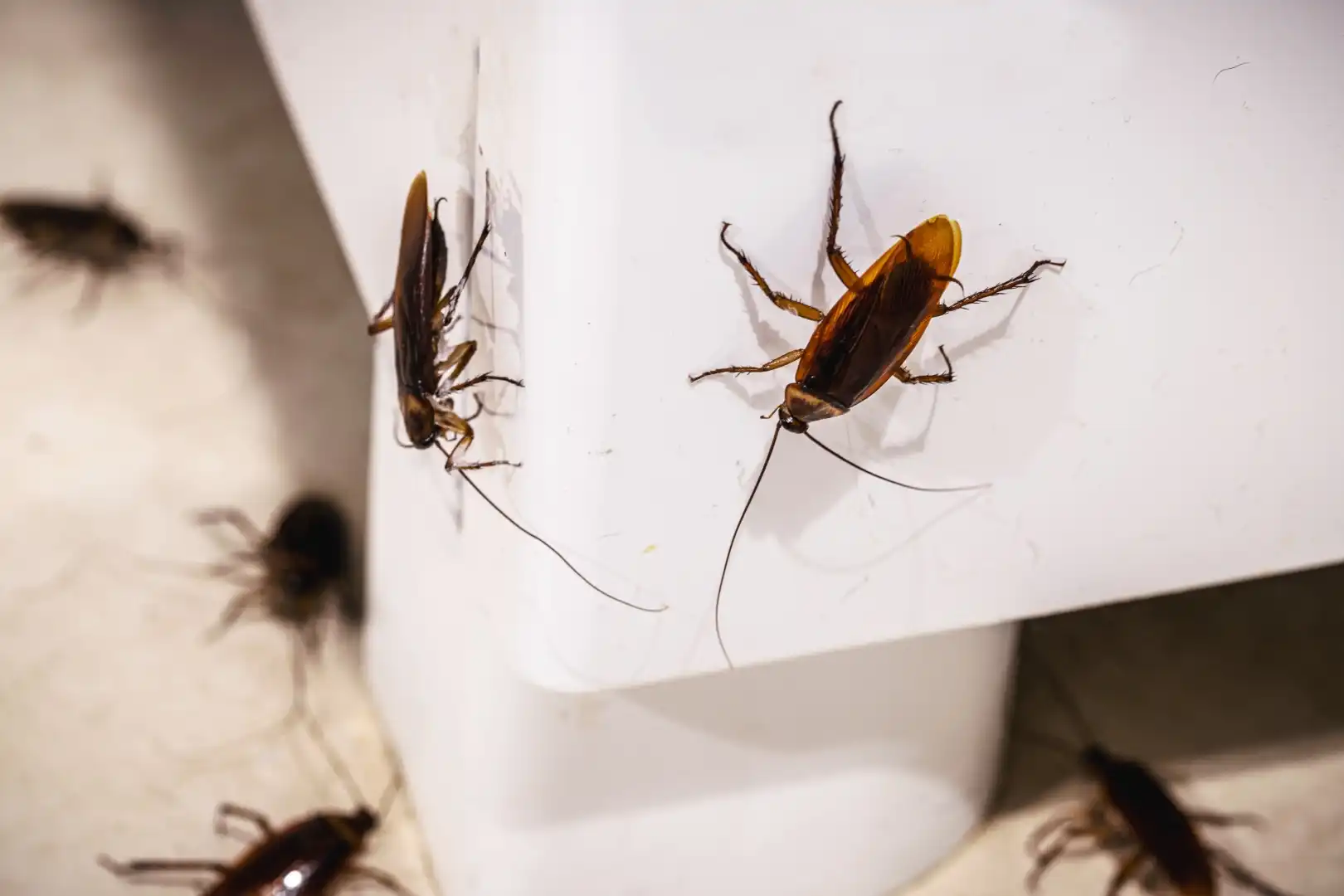 cockroaches-image-2
