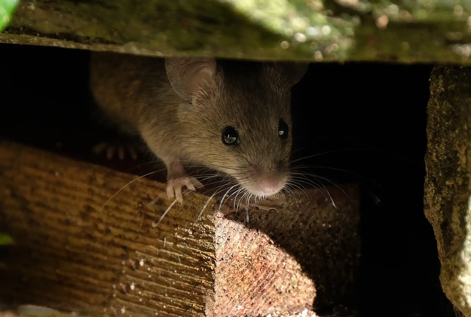 rodents-image-1