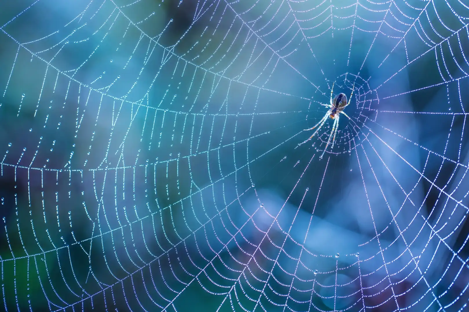 spiders-image-1