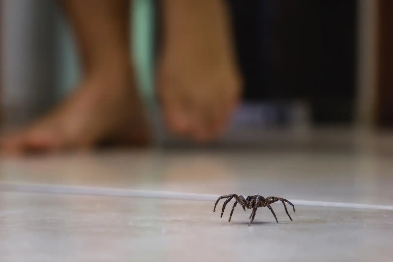 spiders-image-2