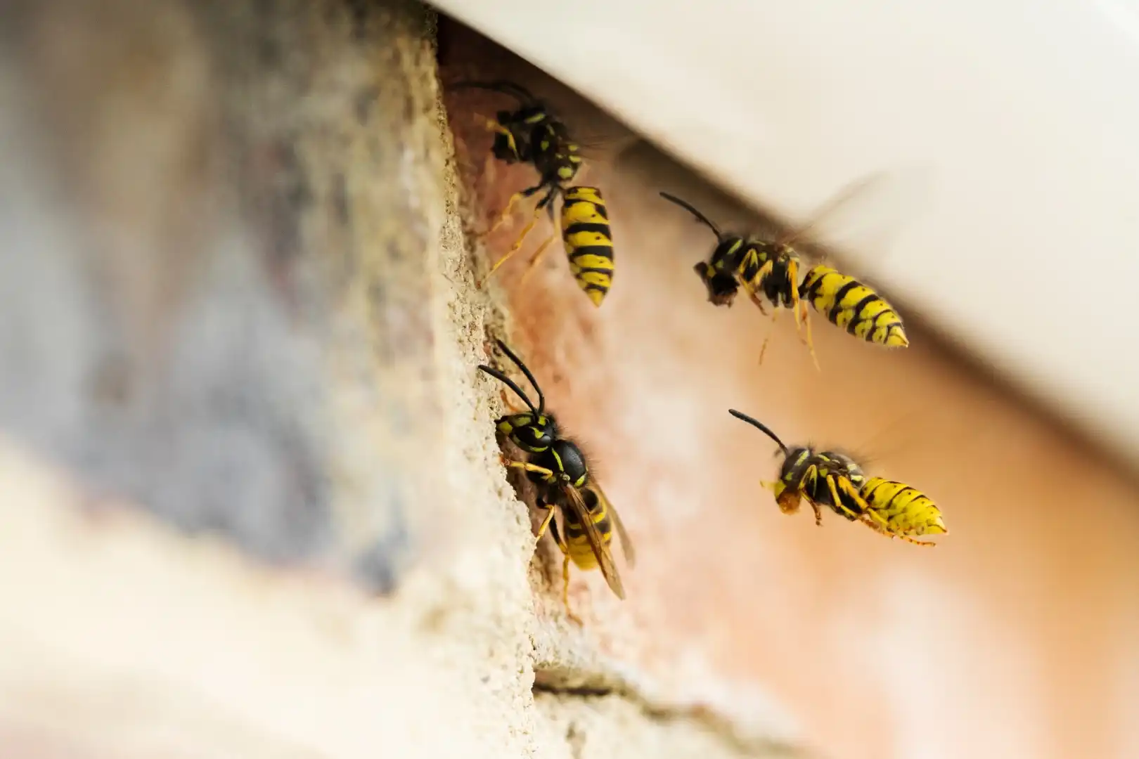 stinging-pests-1
