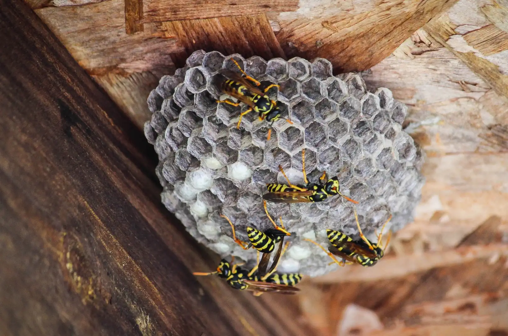 stinging-pests-2