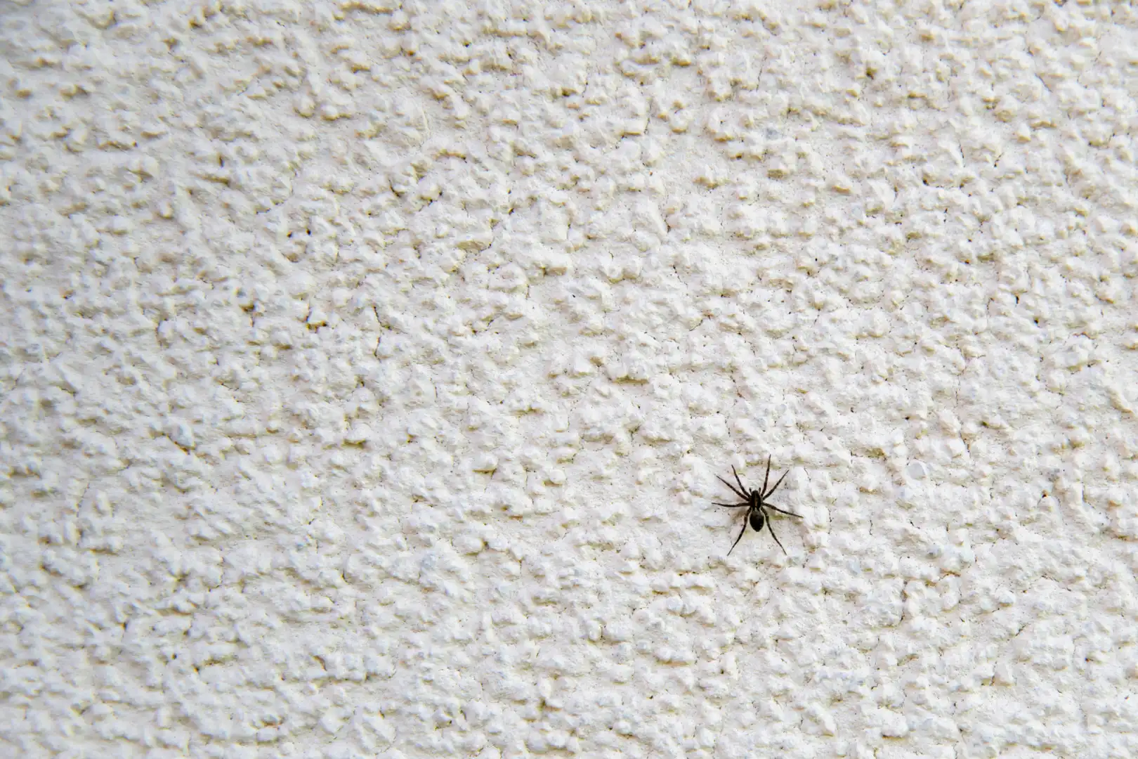 Are Spiders Beneficial or Harmful? 